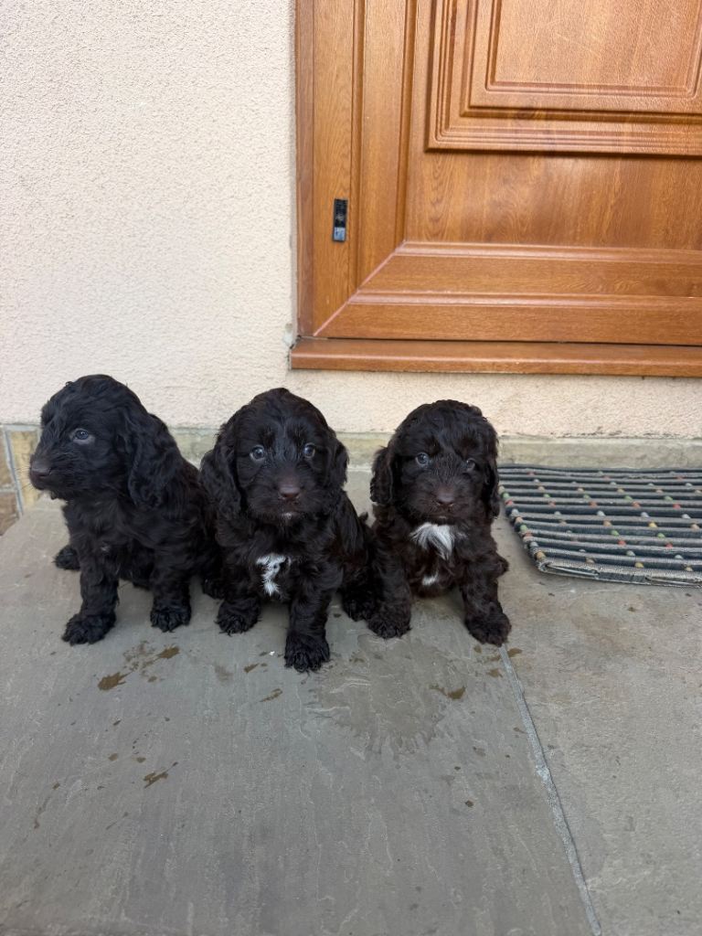 Cockapoo puppies ready 10.09.26