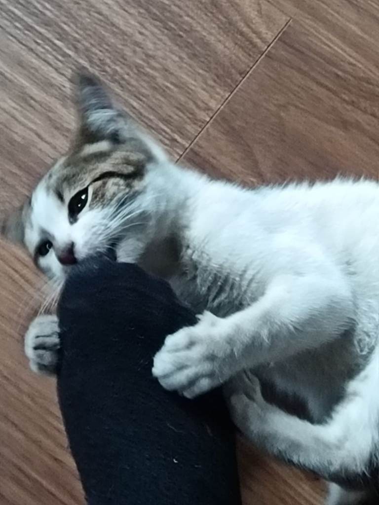 Male kitten 3 mth