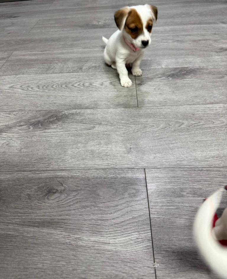 8 Week Old Jack Russel Puppies 