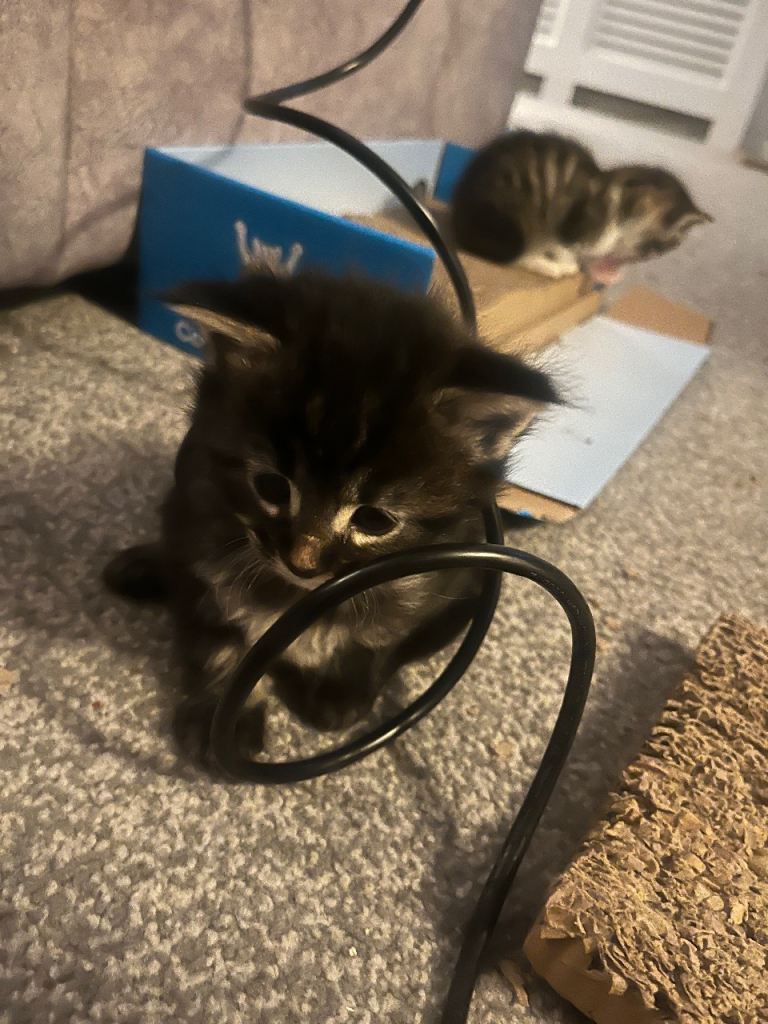 Maine coon x Ragdoll breed kittens for sale