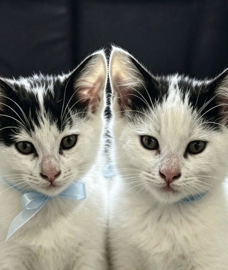 5 Kittens Ready to Leave to New Home