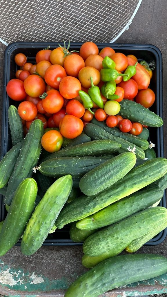 Freshly Picked Homegrown Cucumbers and Mint
