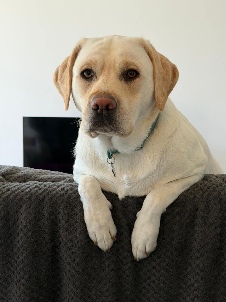 Labrador Retriever  