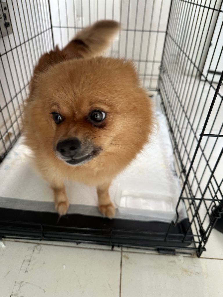 Pomeranian dog for sale 
