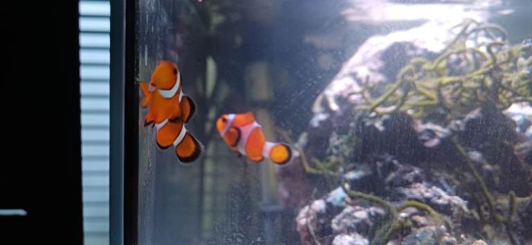 Marine Fish (2 Clownfish, 1 Damsel)