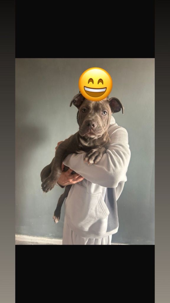 Blue Staffordshire bull terrier puppy