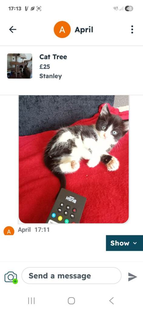 Kitten 