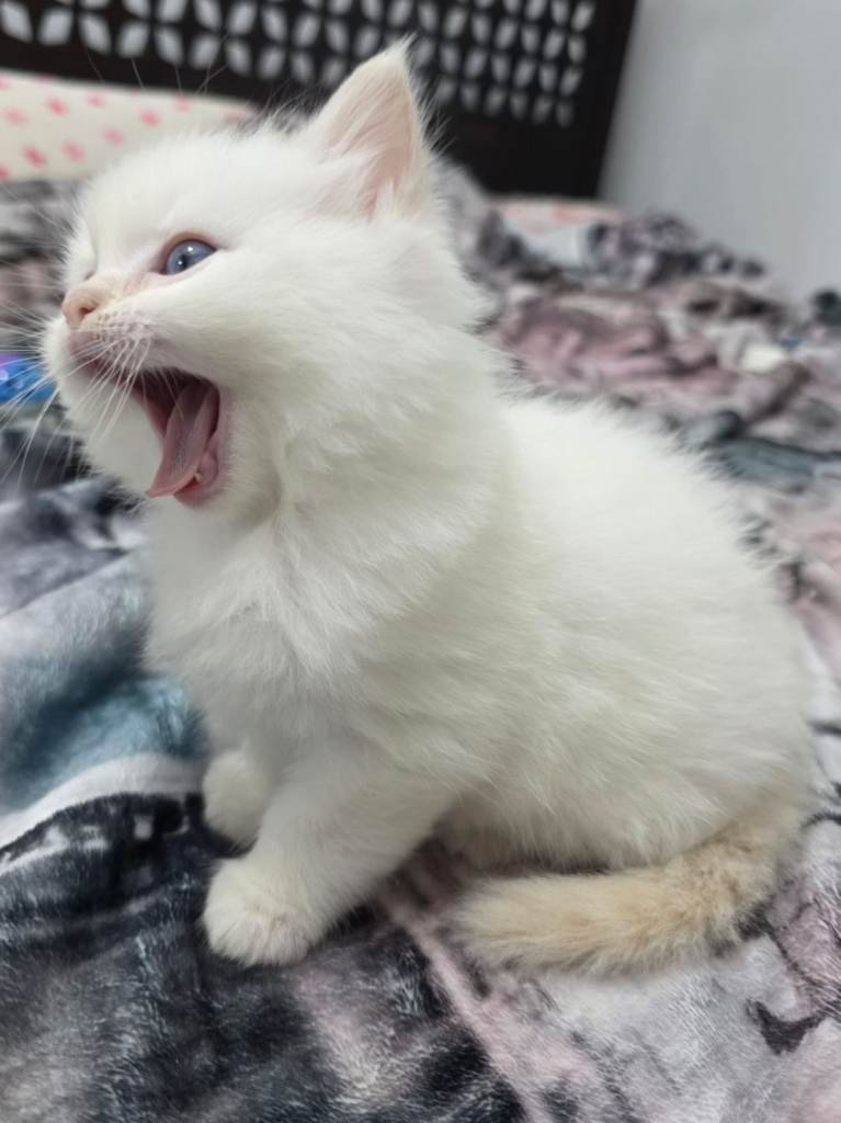 Fluffy Ragdoll Kitten 