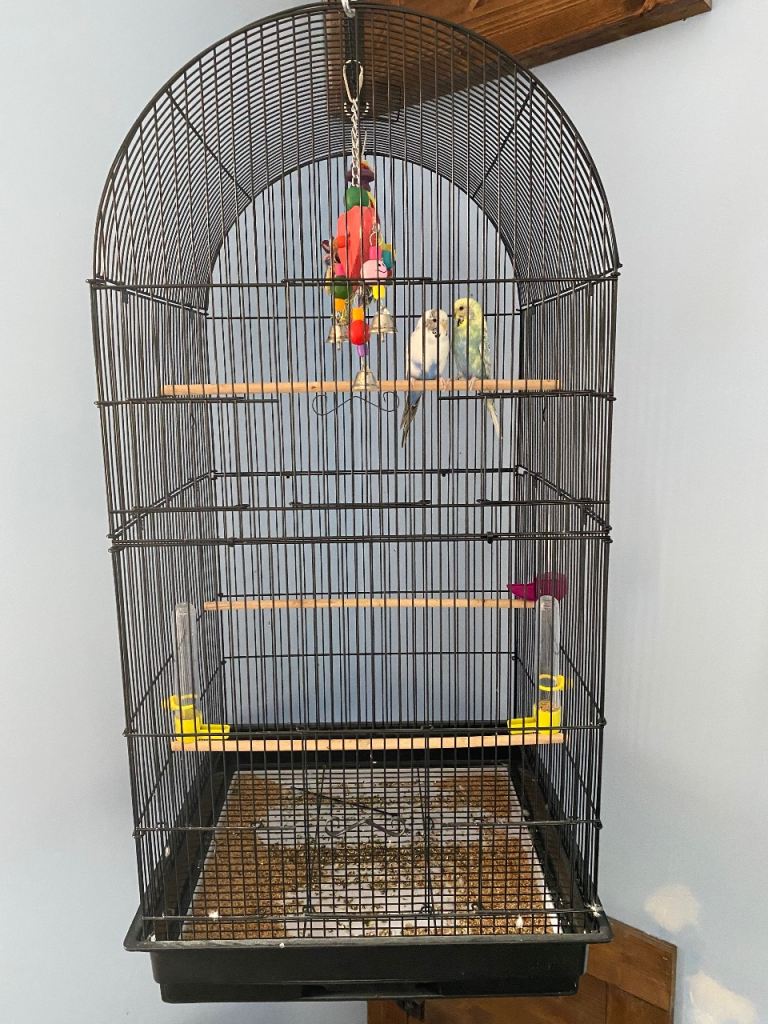 2 x budgies and cage