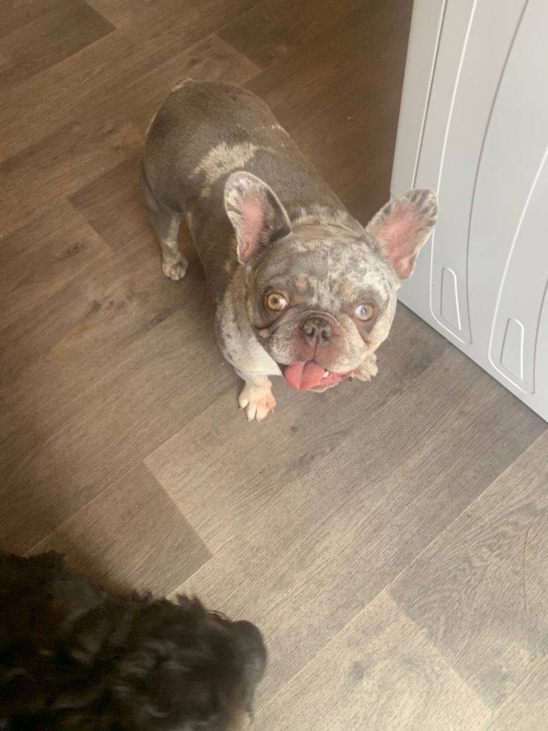 Beautiful French bulldog