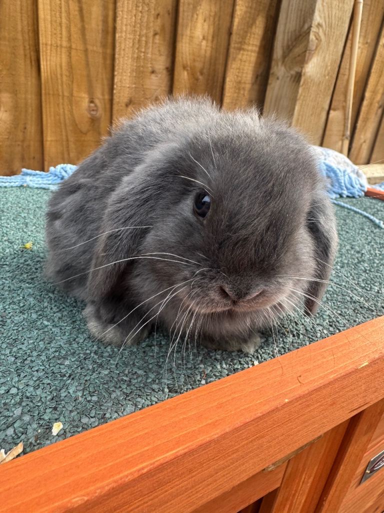 Mini lop bunnies