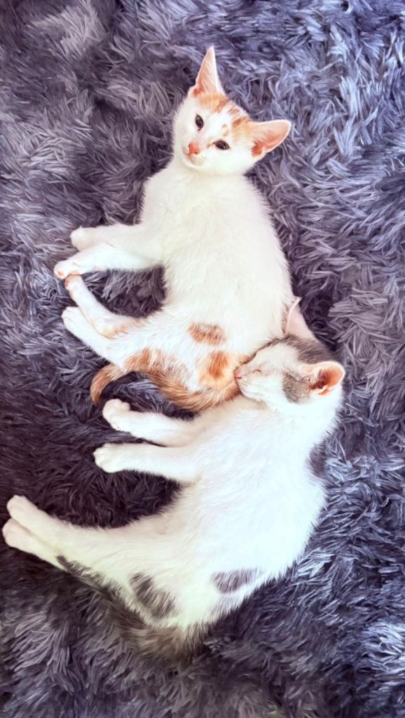9 Weeks old cute kittens