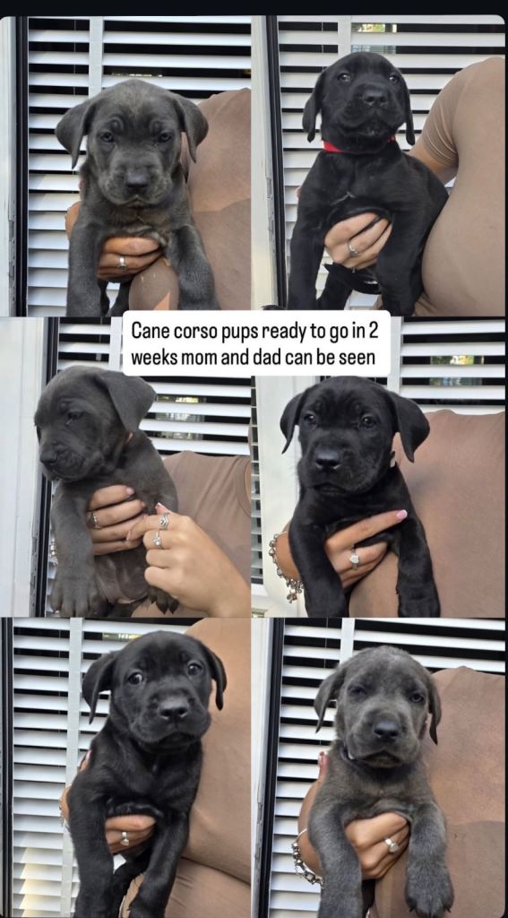 Cane Corso Pups For Sale