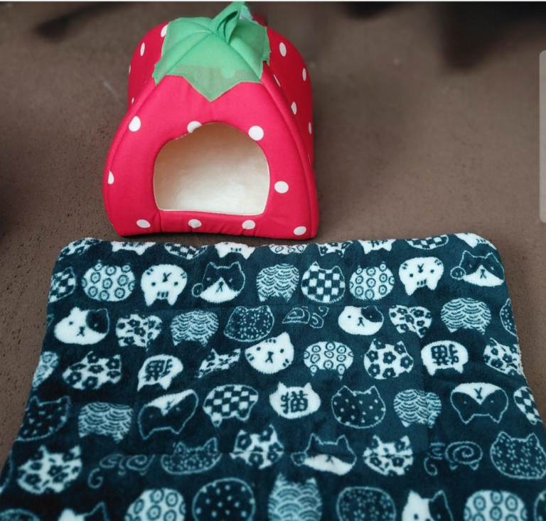 Small animal starter set up 