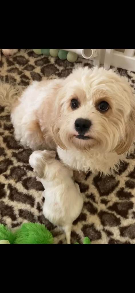 Lovely Cavachon Puppies Ready for a New Home