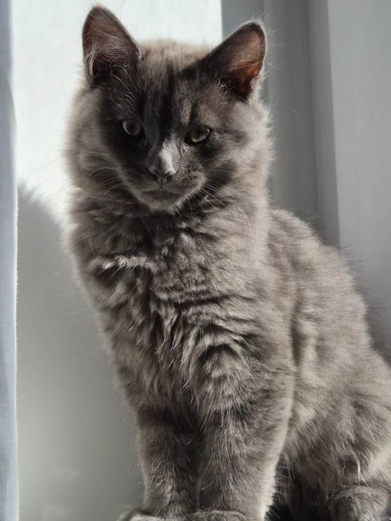 Kitten Lola