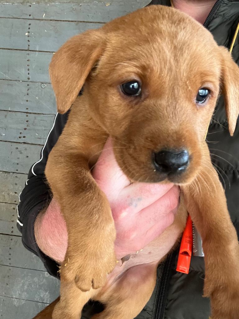 Kc registered Fox red lab pups 