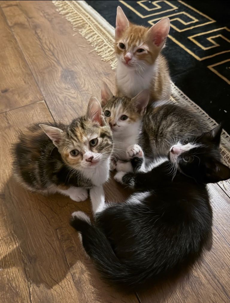 4 beautiful little kittens ready to go