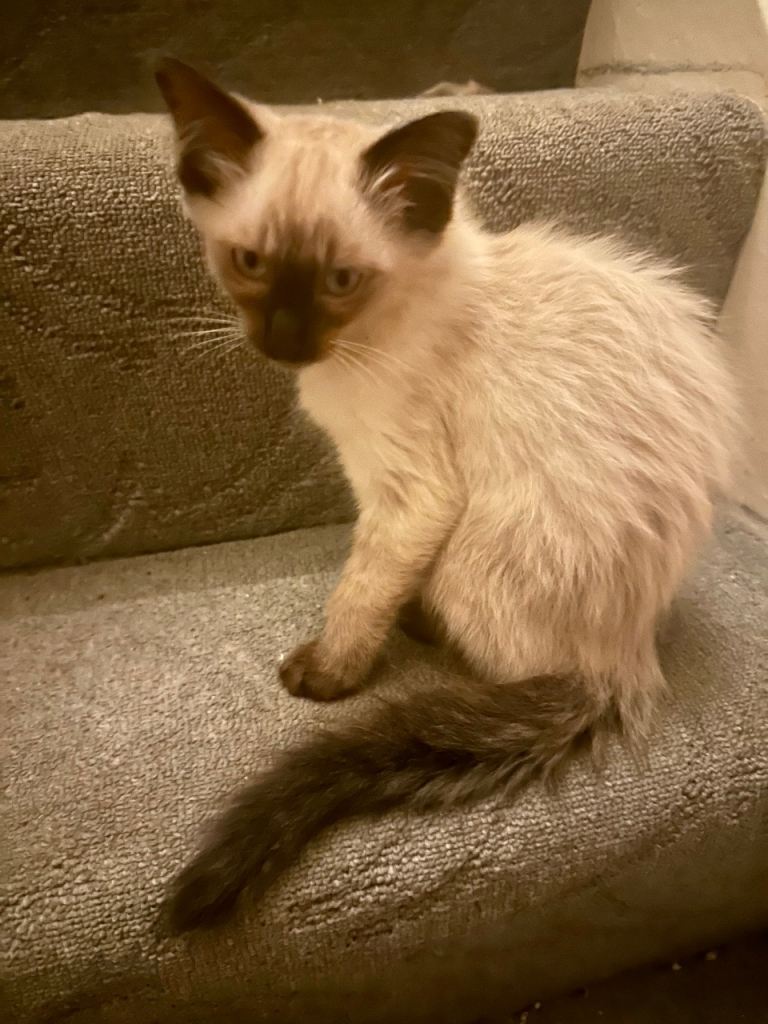 Beautiful siamese kittens  cross breed 