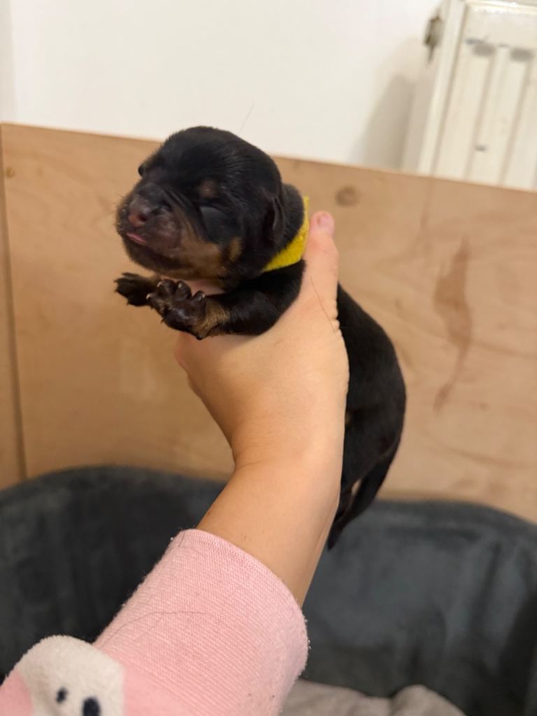 Chunky Rottweiler puppies 