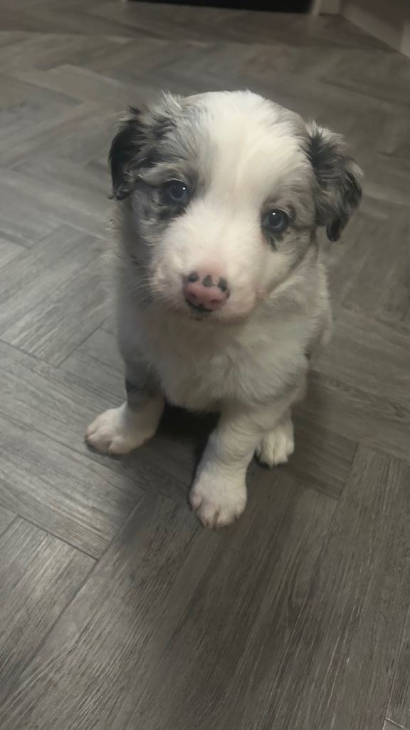 2 Blue Merle Border Collie puppies for sale 