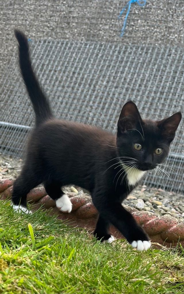 2 gorgeous kittens ready for new homes