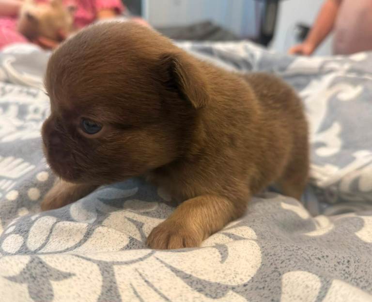 French bulldog puppies 