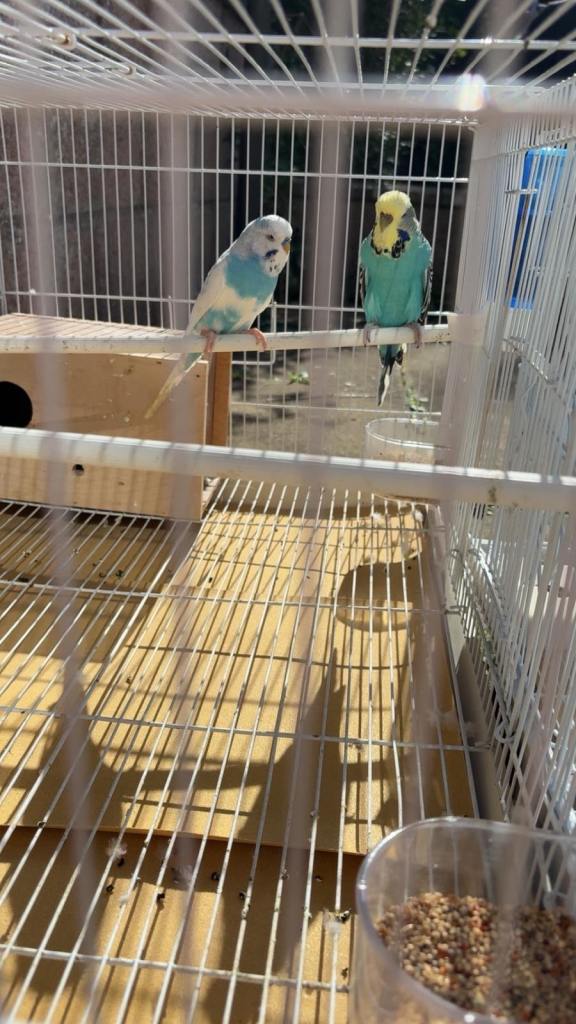 3 x budgies and cage 