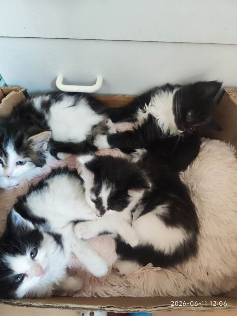 Kitten 