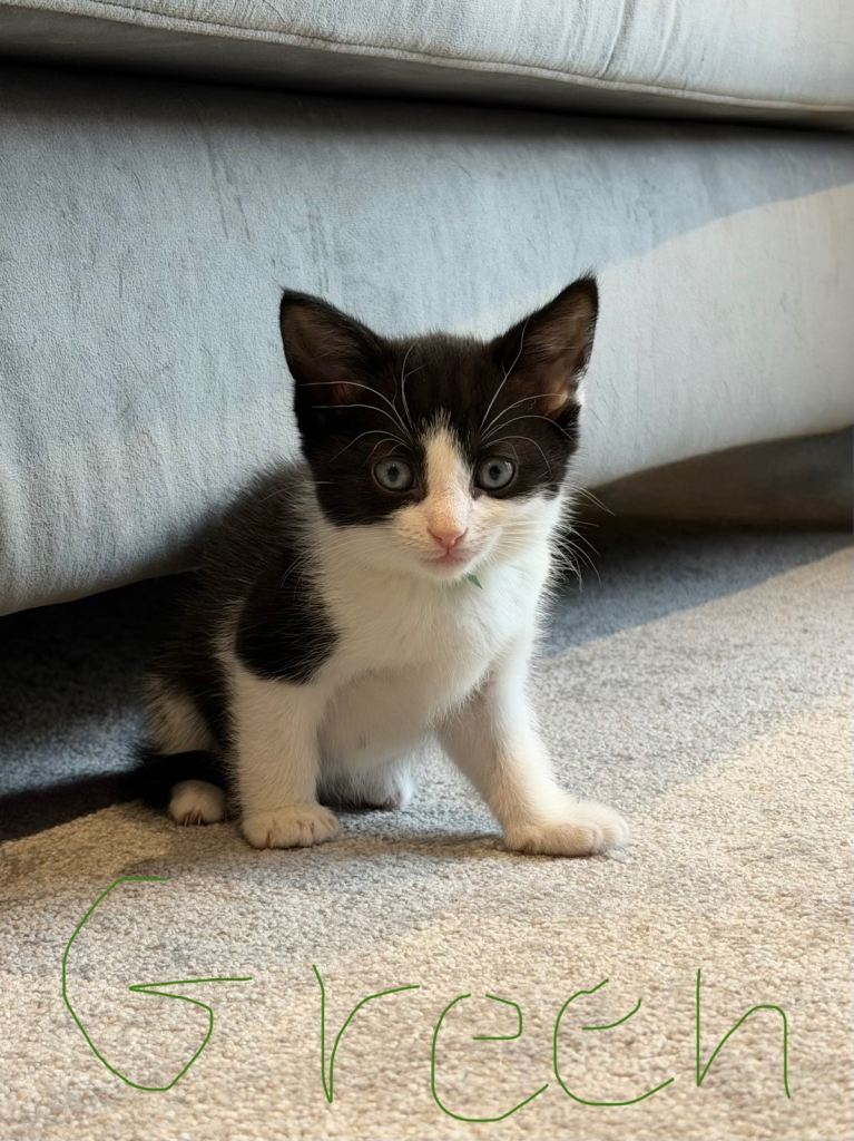 Beautiful Tuxedo Mixed Breed Kittens