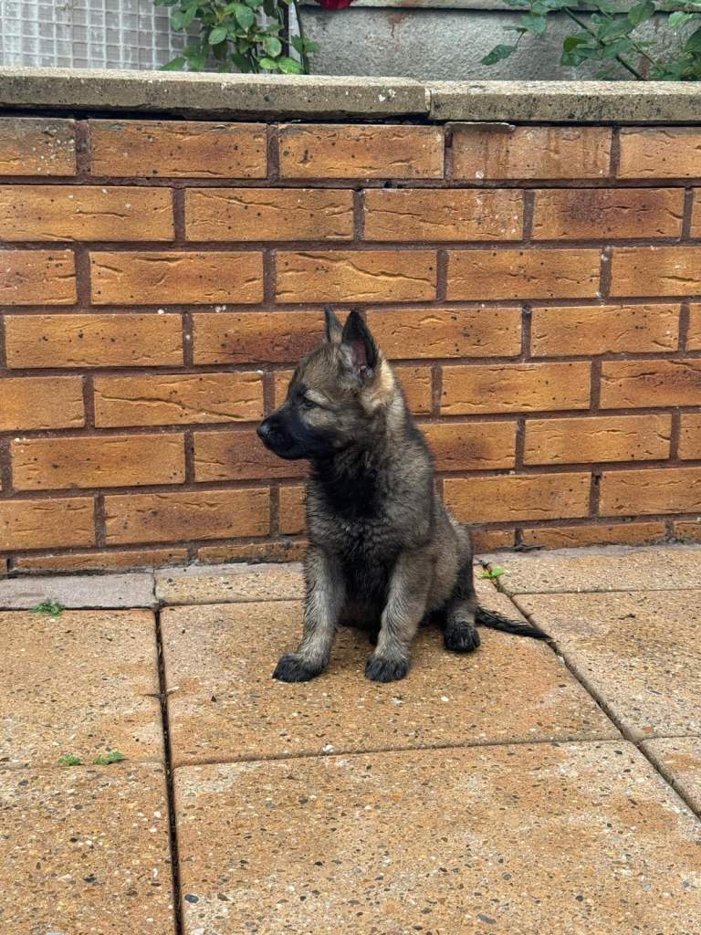 2 beautiful Female Pups Remaining.