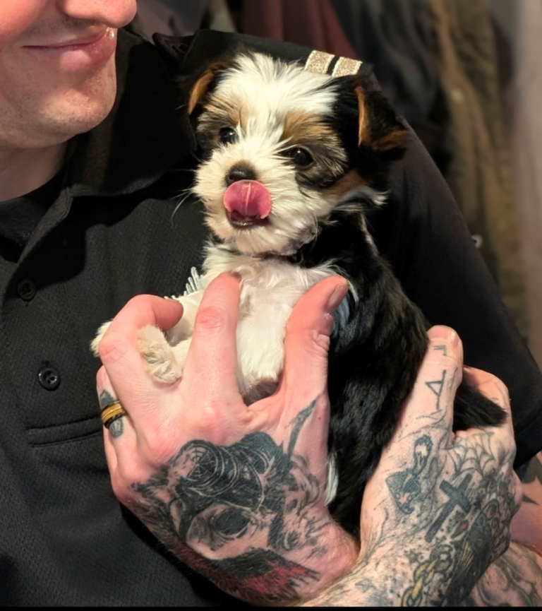 Pure breed Biewer ready to go!