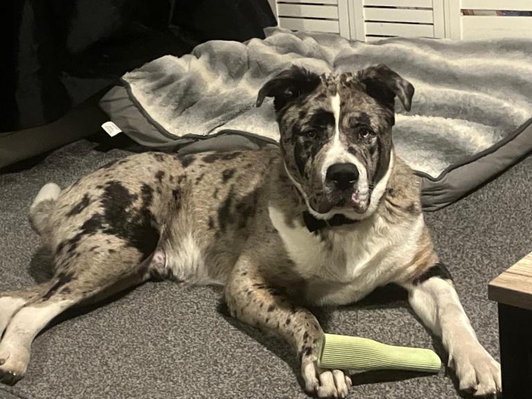 Alapaha blue blood x American akita