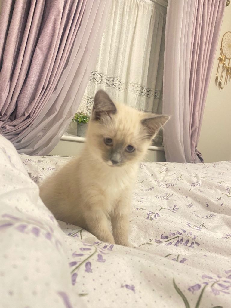 Ragdoll kitten female 