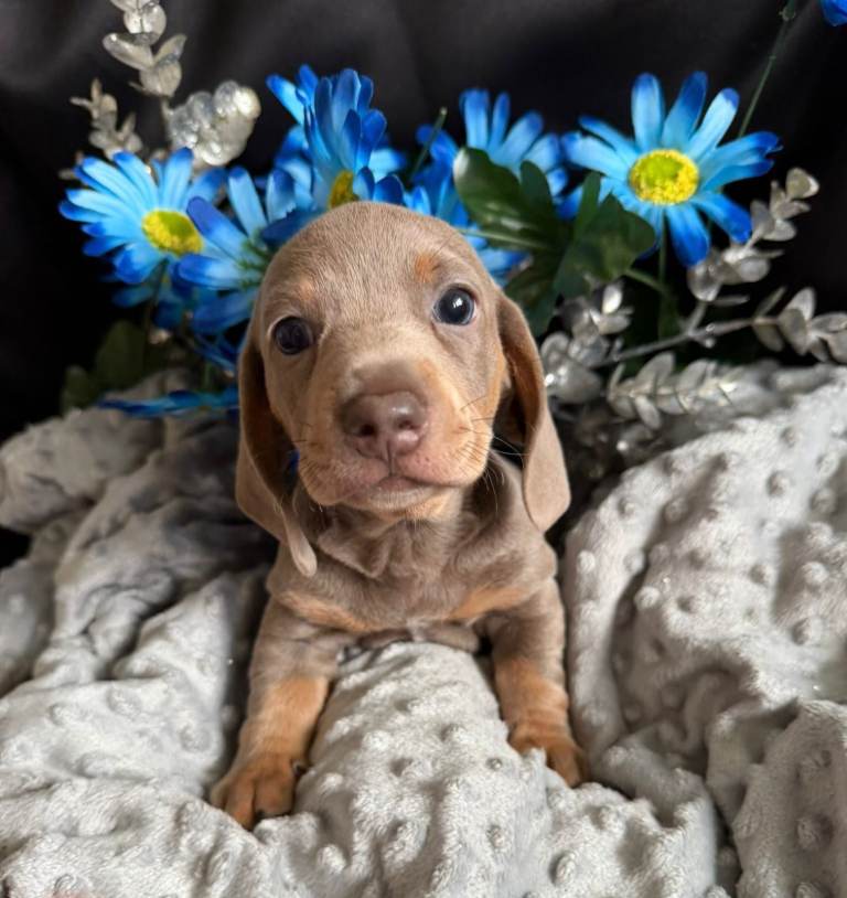 KC registered puppies Dachshund for sale