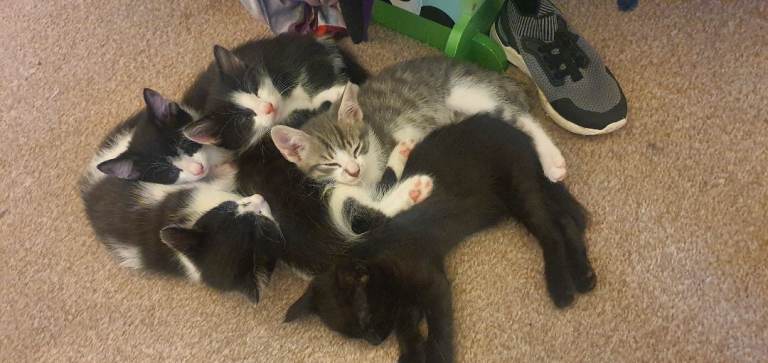 Male kittens 