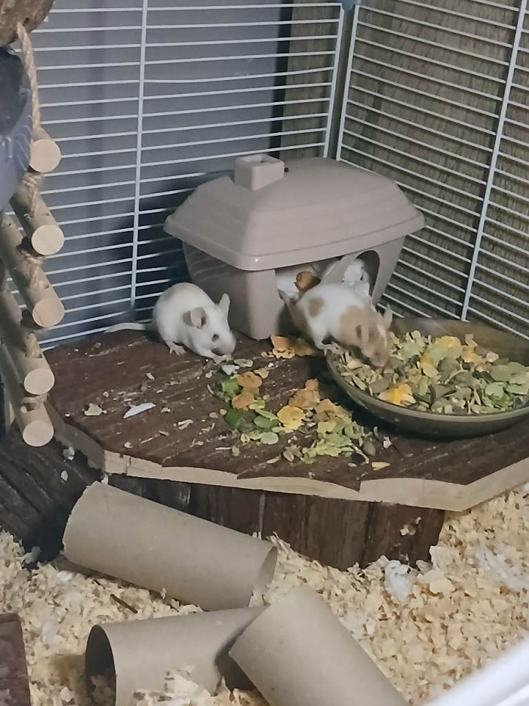 2 bonded female fancy mice pair 