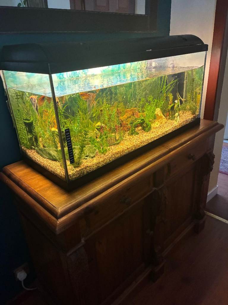 Large aquarium and fish