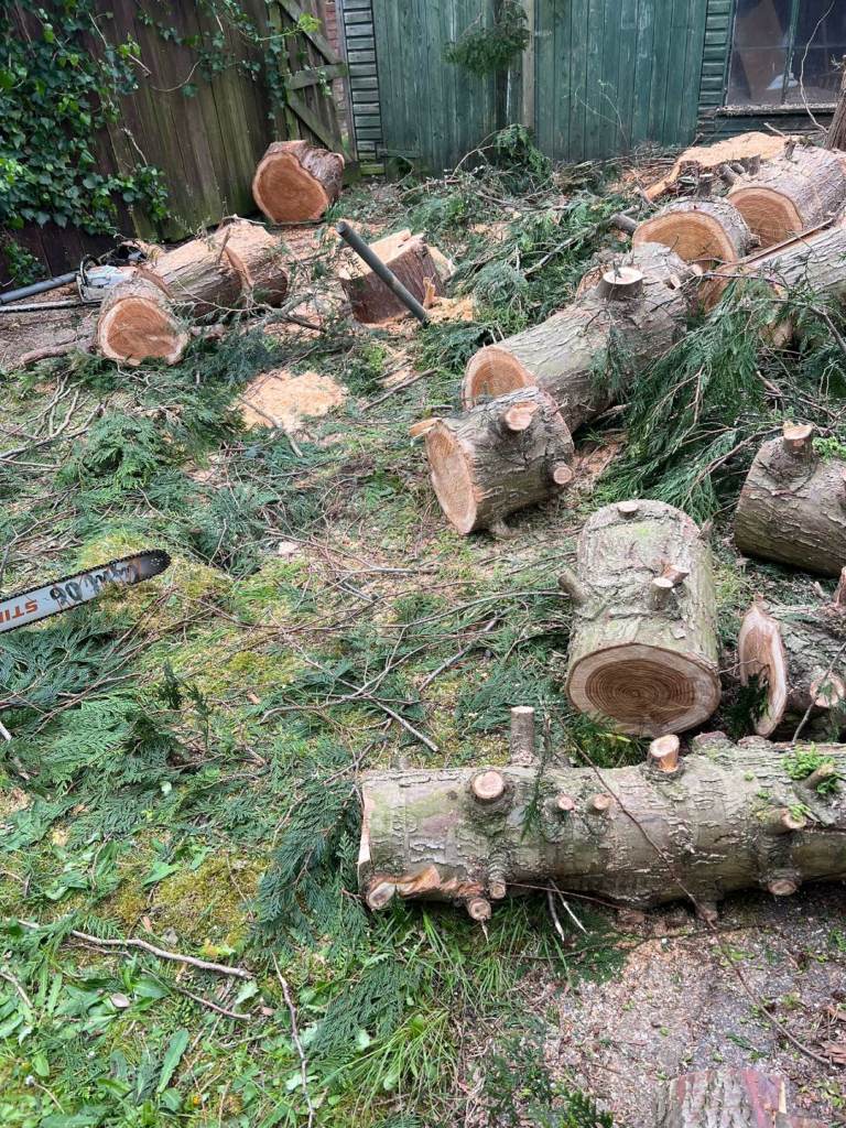 Tree cutting removal, hedge, garden work 