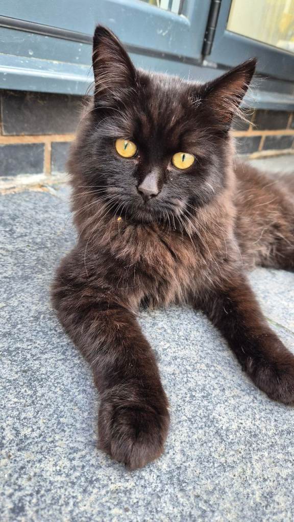 Beautiful British Cross Kittens