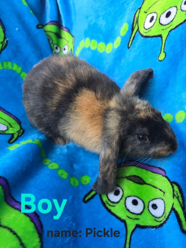 4 x Mini Lop x Angora Rabbit