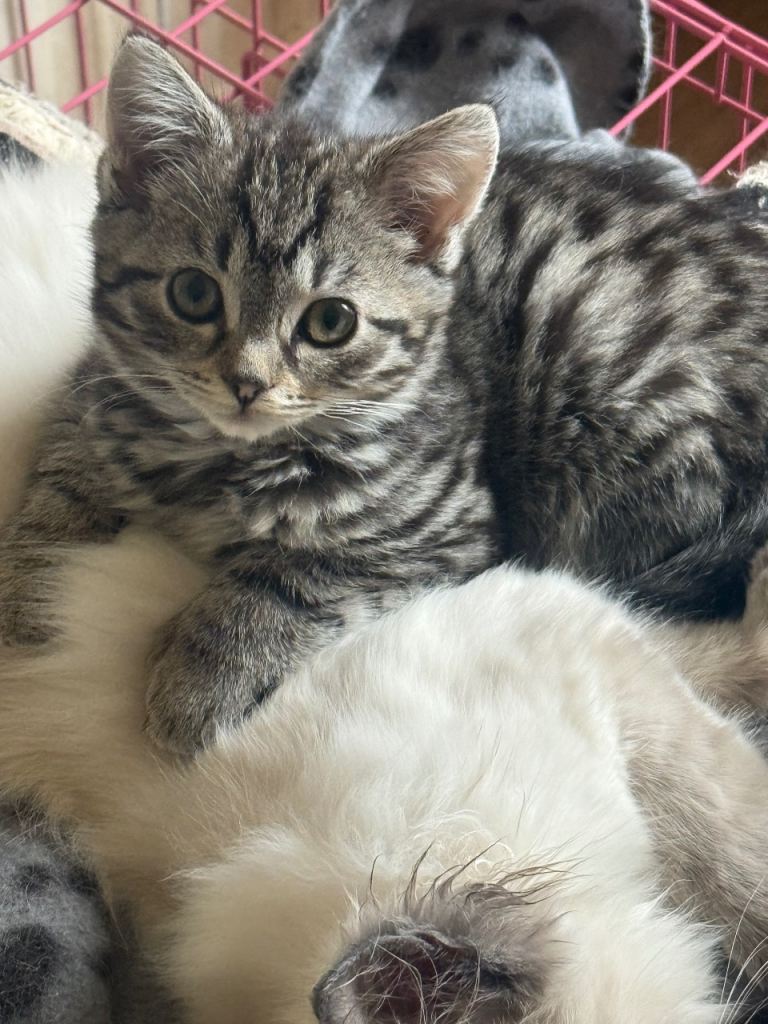 Beautiful Kittens Ready For Their Forever Homes 