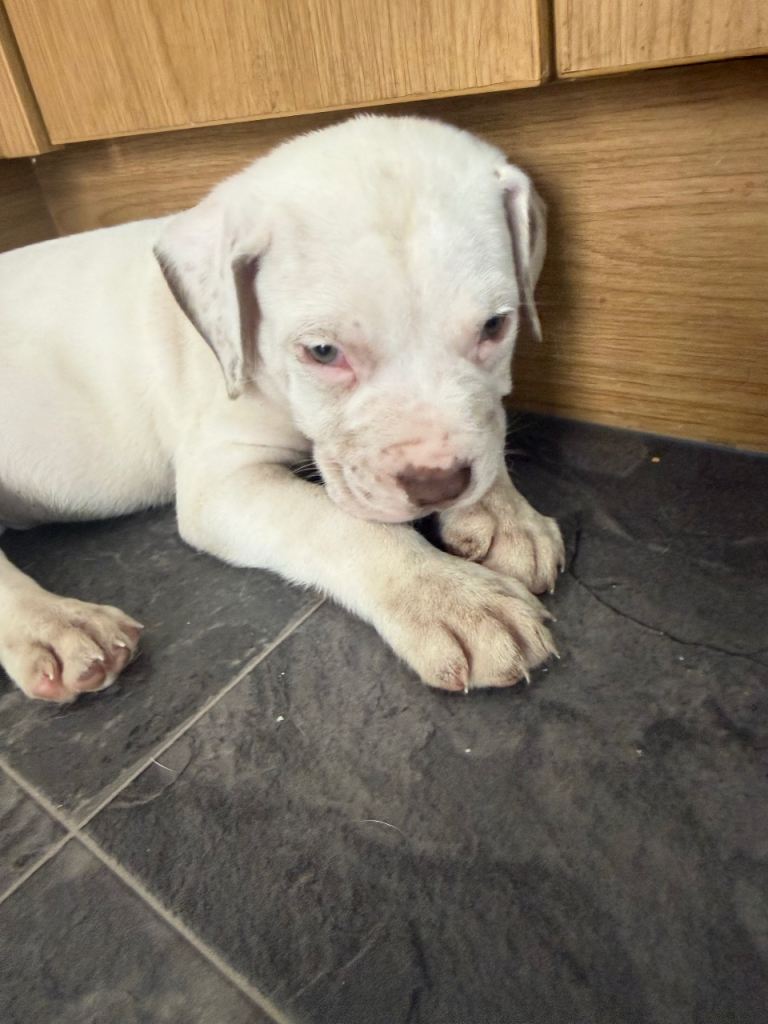 American bulldog puppies 