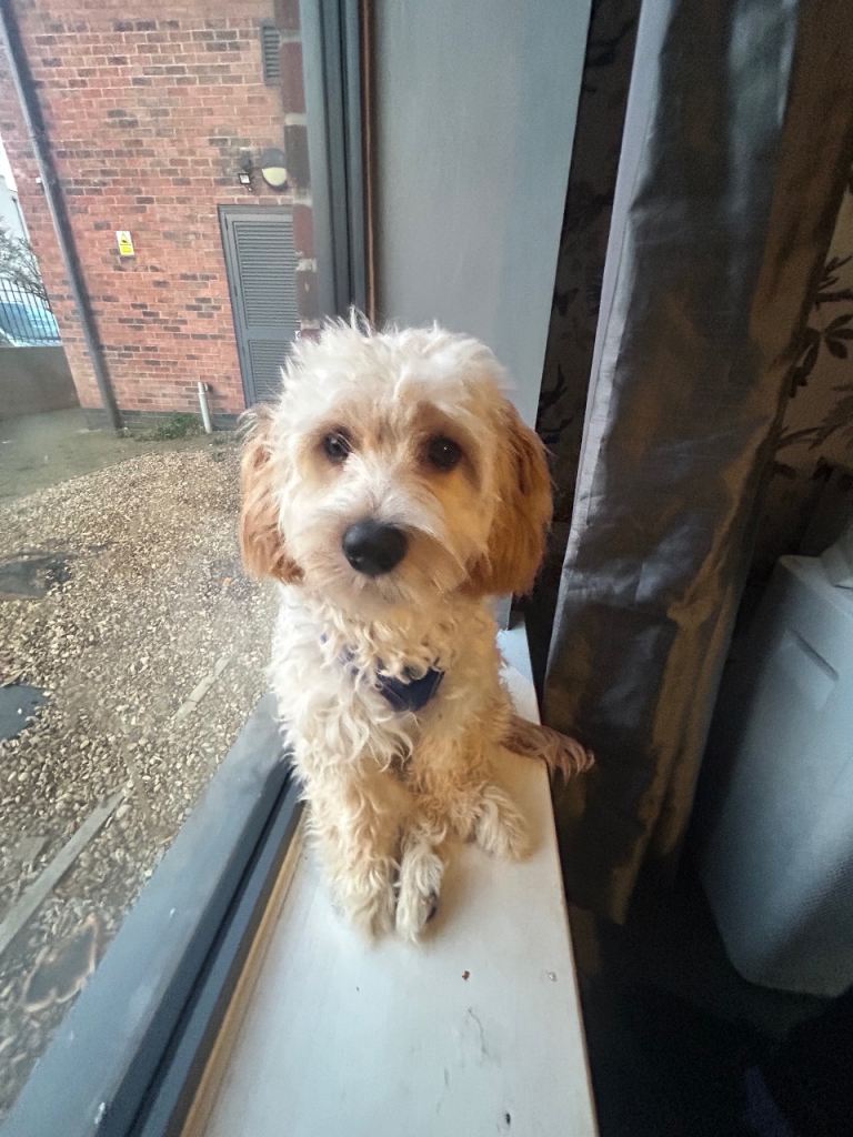 Cavapoo