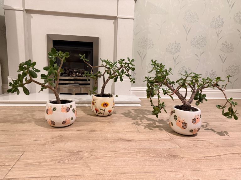 3 Jade money plants for sale