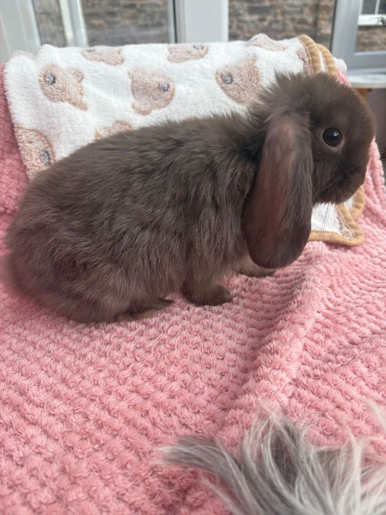 Mini lop + Netherland dwarf/vaccinated/ raises indoors 