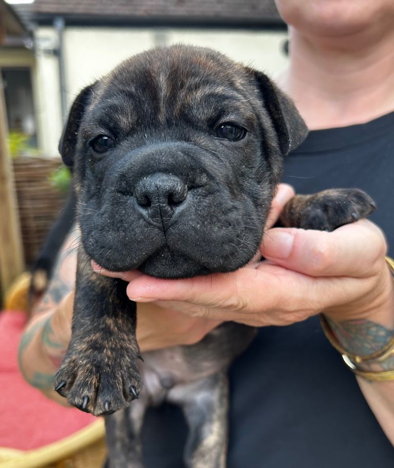 French bull dog / Bull pei