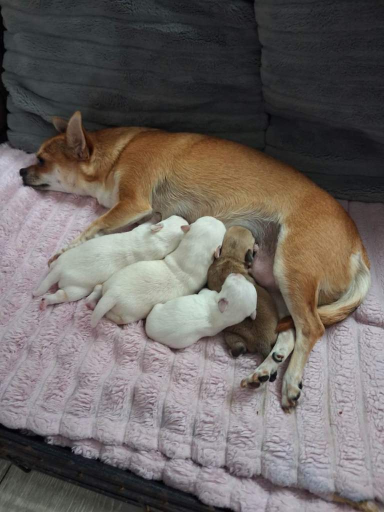 3 Adorable male chihuahuas for sale 