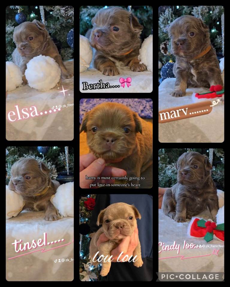 Beautiful kc french bulldogs 