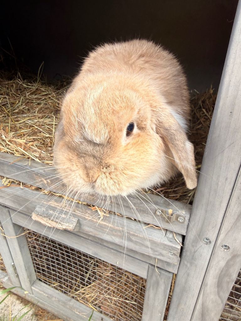 Mini Lop Rabbit 